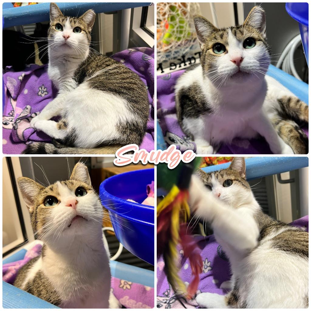 Enlarge Smudge - Fee Waived - Silo, a Adoptable mixed breed in Pierceton, IN image 6/6