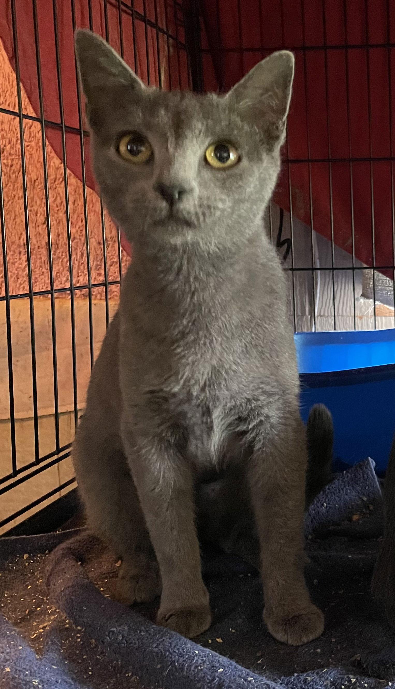 Samara, Adopted, Young Female Russian Blue & Domestic Short Hair.