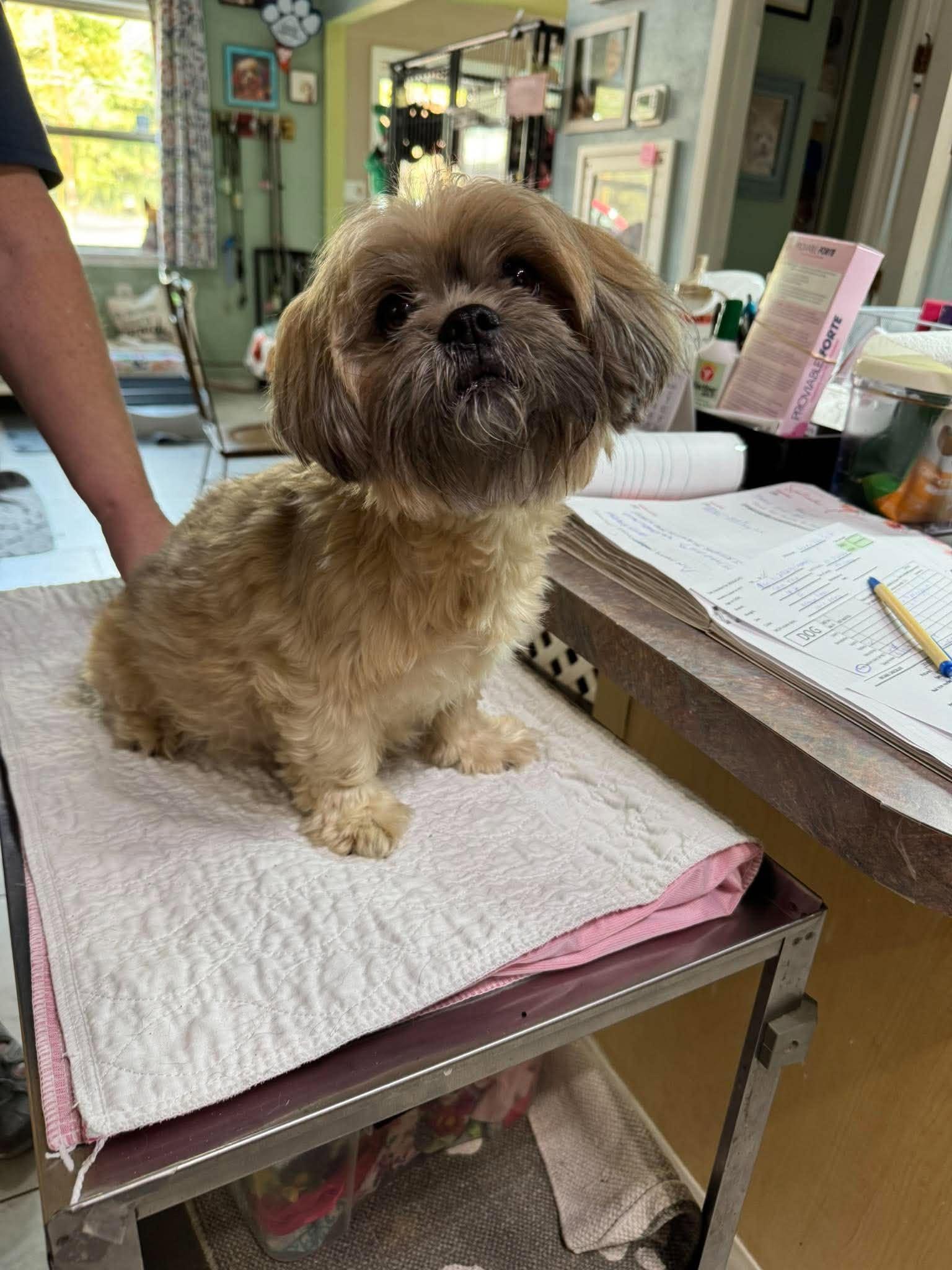 Enlarge Lucy van Pelt (NOT YET AVAILABLE - PREGNANT), a Adoptable Shih Tzu in Benton, LA image 1/1