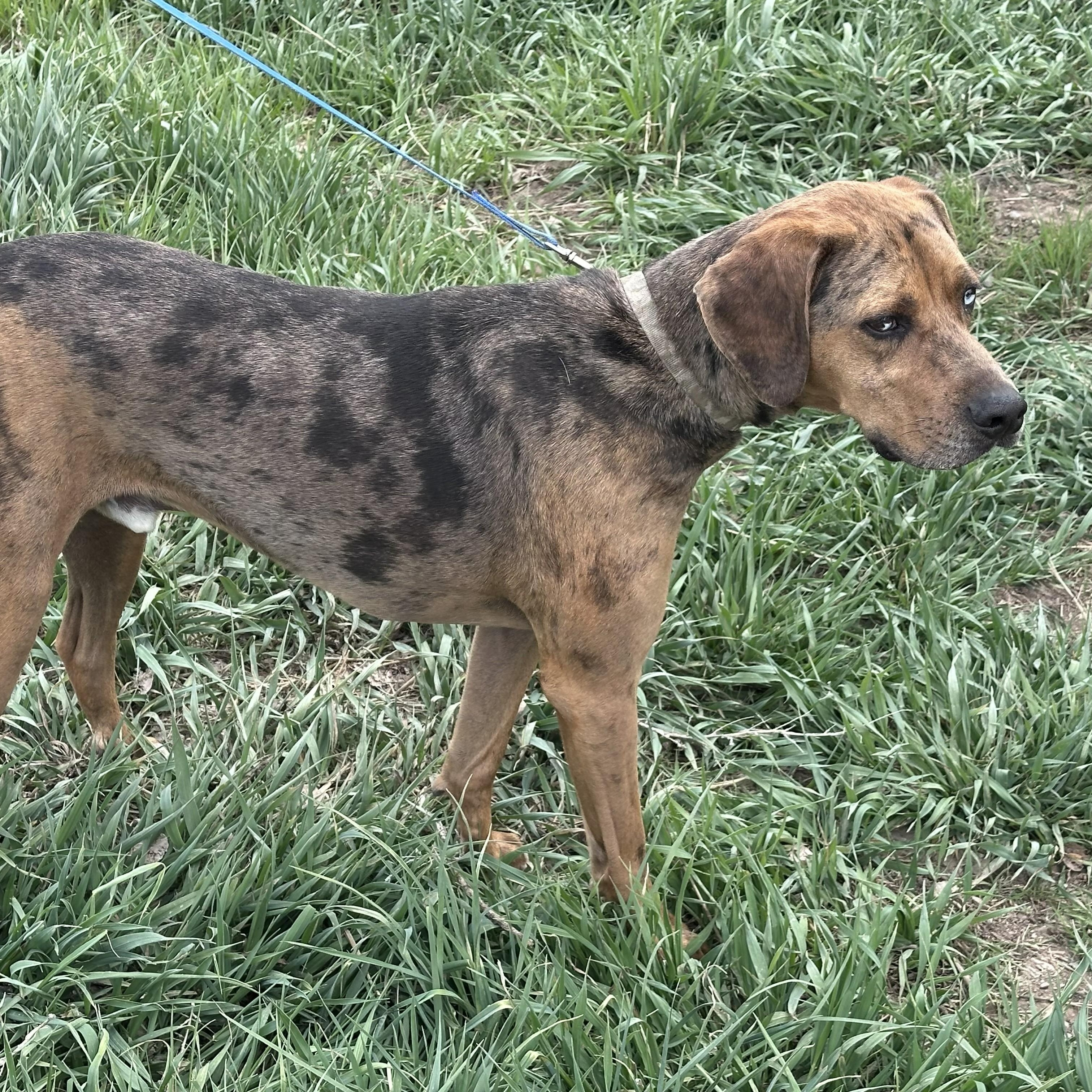 Enlarge Ollie, a ADOPTABLE Catahoula Leopard Dog in Thayne, WY image 4/6