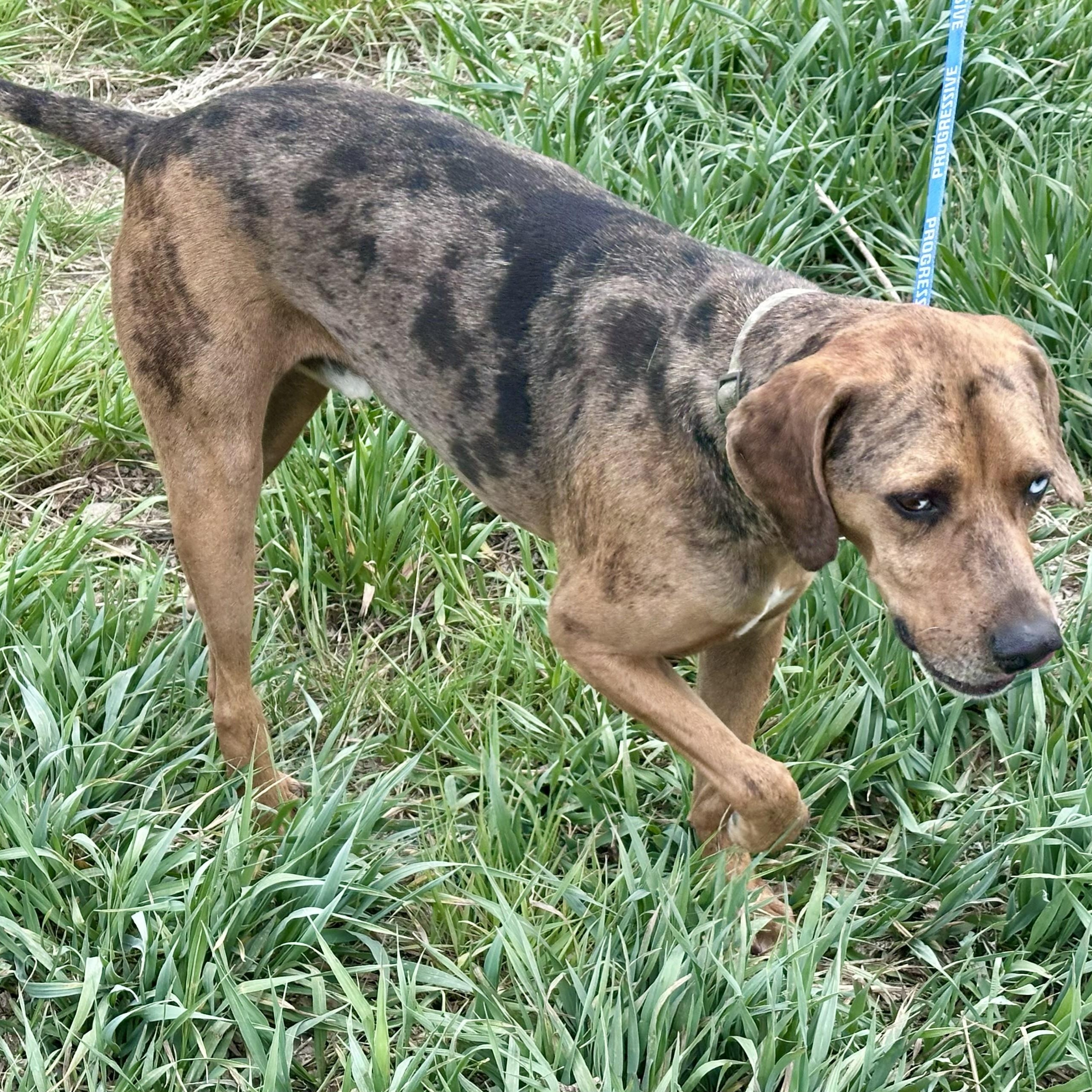 Enlarge Ollie, a ADOPTABLE Catahoula Leopard Dog in Thayne, WY image 6/6
