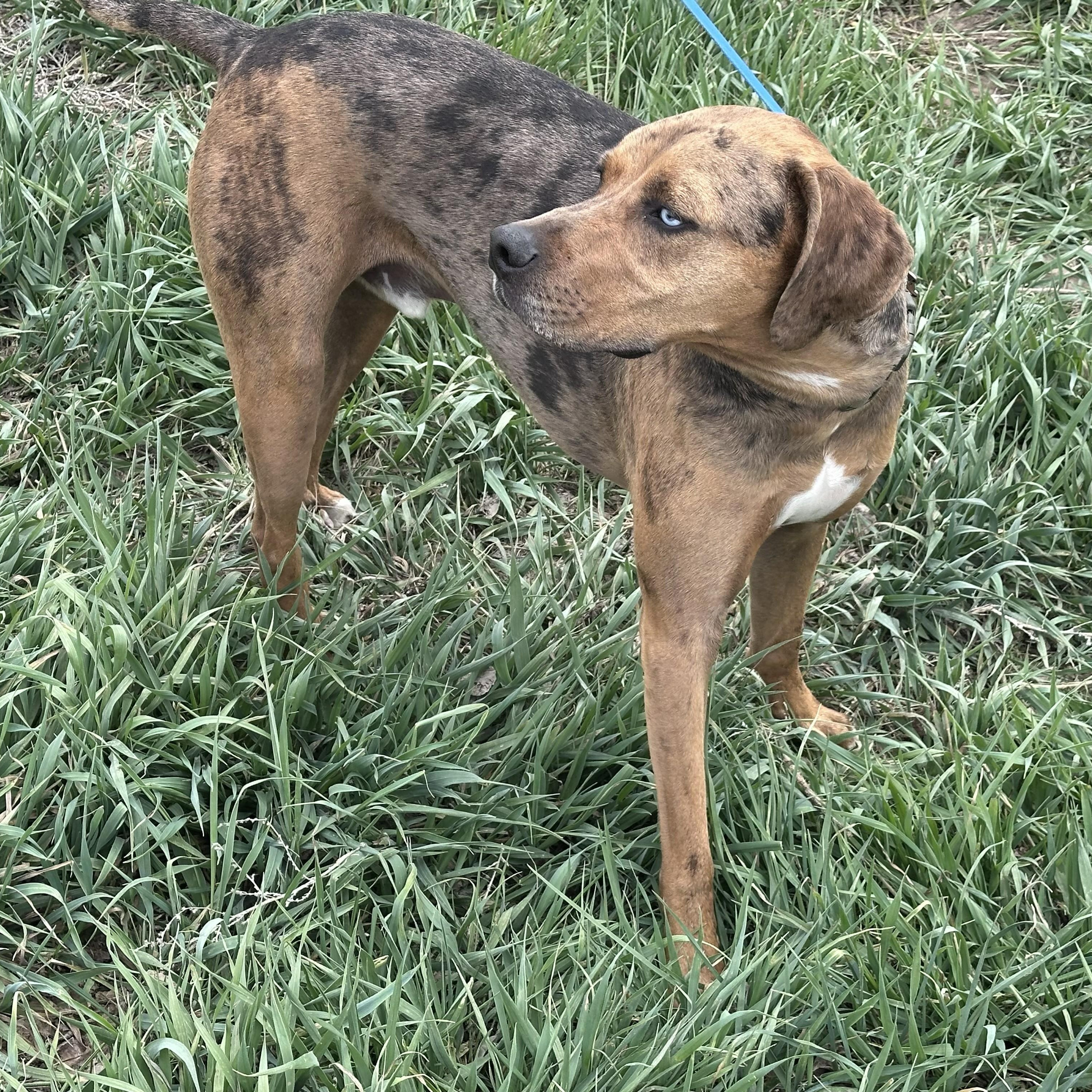 Enlarge Ollie, a ADOPTABLE Catahoula Leopard Dog in Thayne, WY image 3/6