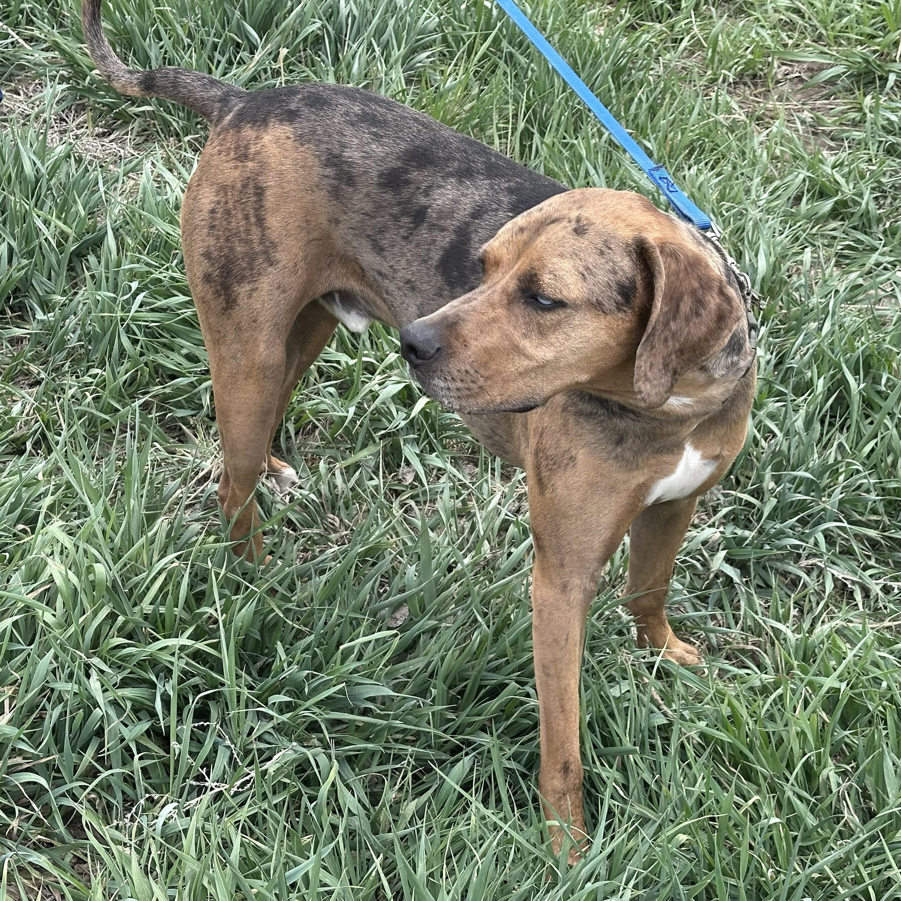 Enlarge Ollie, a ADOPTABLE Catahoula Leopard Dog in Thayne, WY image 5/6
