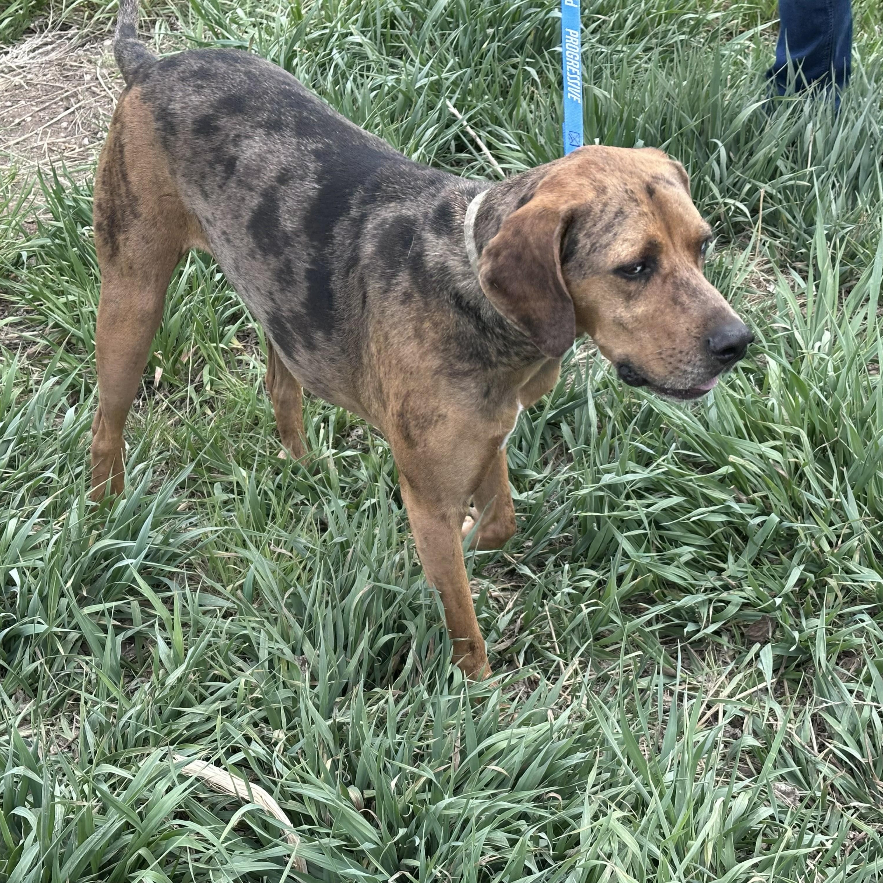 Enlarge Ollie, a ADOPTABLE Catahoula Leopard Dog in Thayne, WY image 2/6