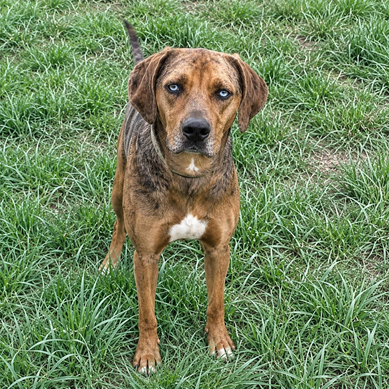 Enlarge Ollie, a ADOPTABLE Catahoula Leopard Dog in Thayne, WY image 1/6