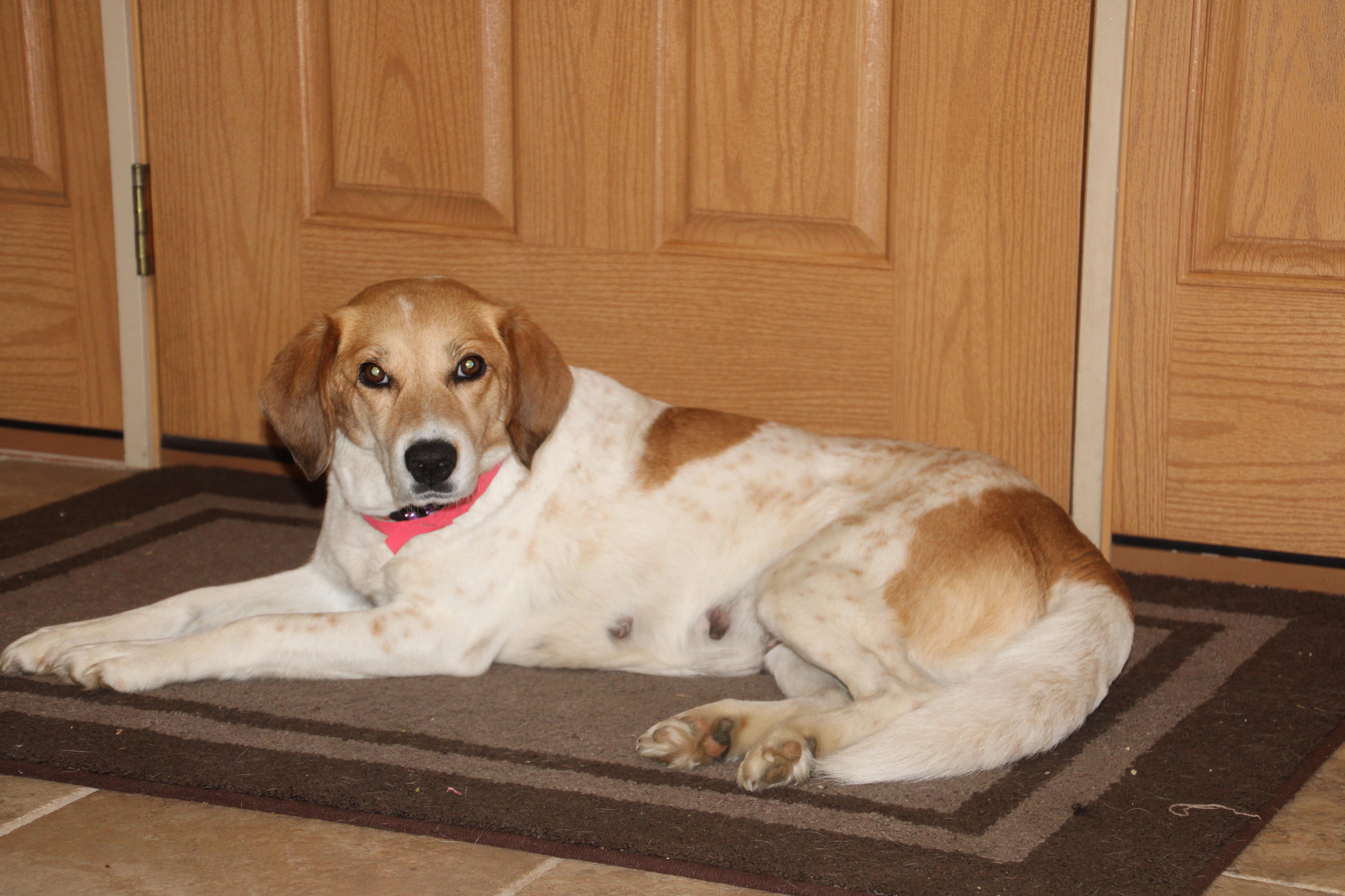 Enlarge Magnolia, a ADOPTABLE mixed breed in East Brunswick, NJ image 3/3