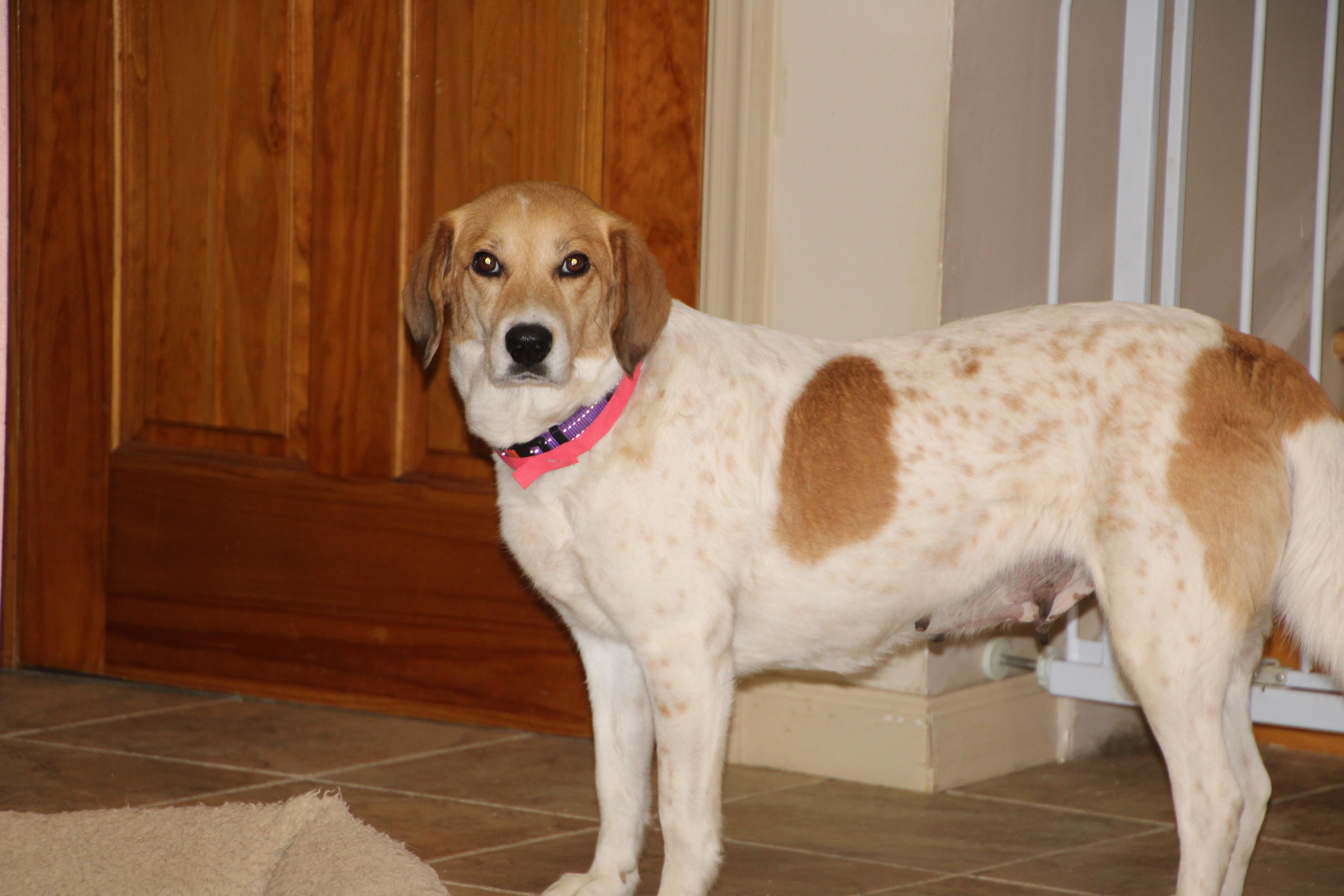 Enlarge Magnolia, a ADOPTABLE mixed breed in East Brunswick, NJ image 2/3