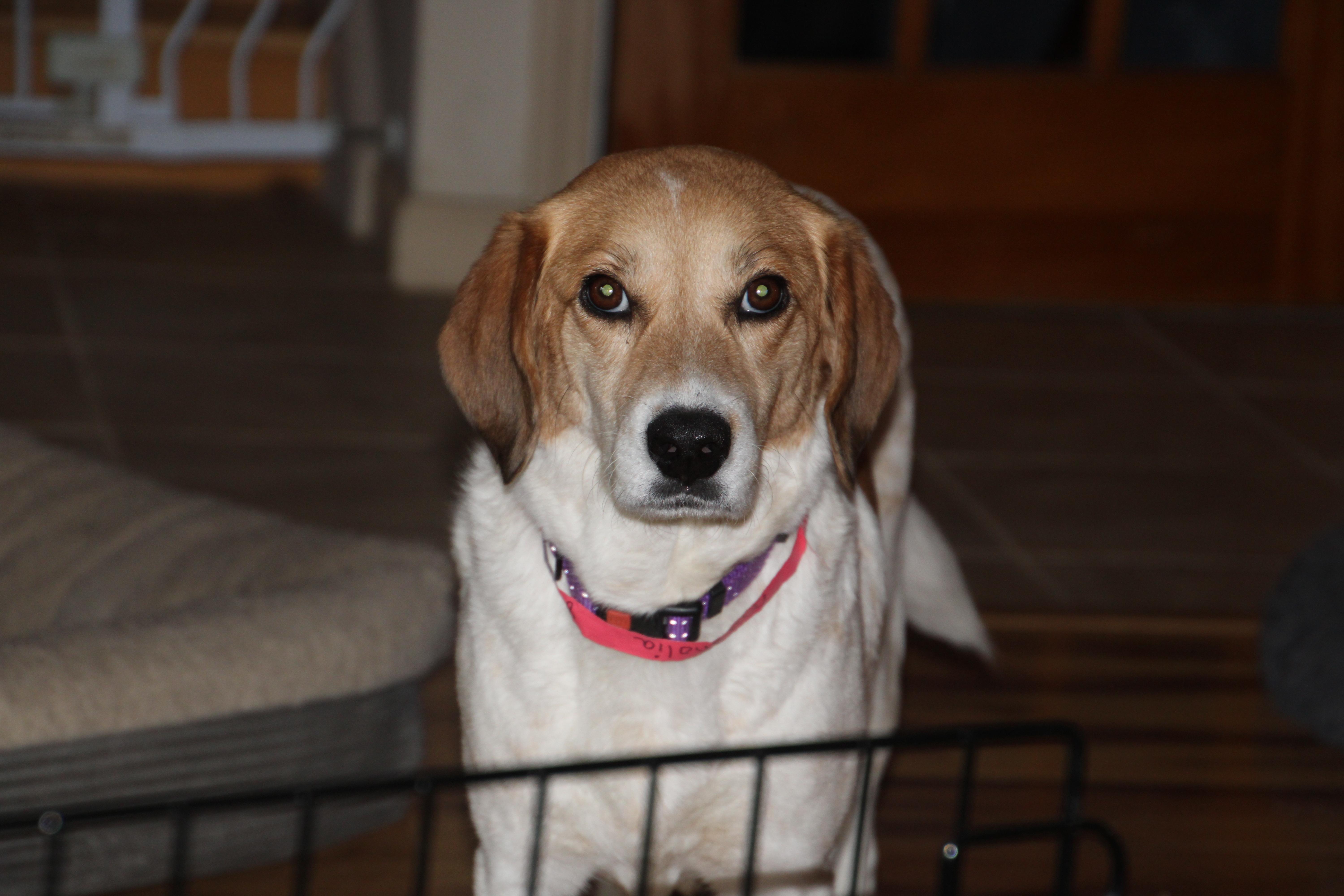 Magnolia, ADOPTABLE, Young Female Terrier & Beagle.