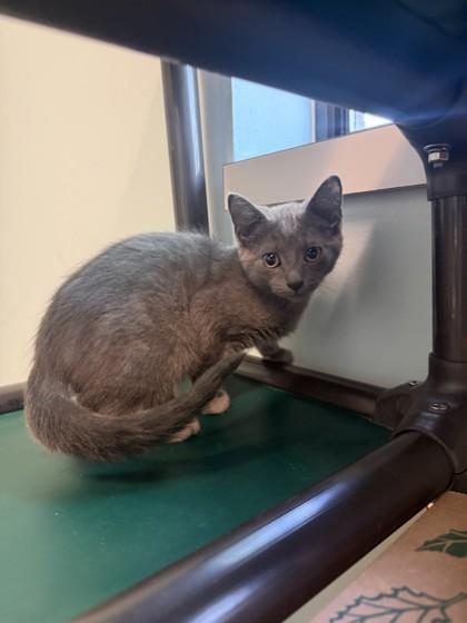 Joseph, Adoptable, Kitten Male Domestic Short Hair.
