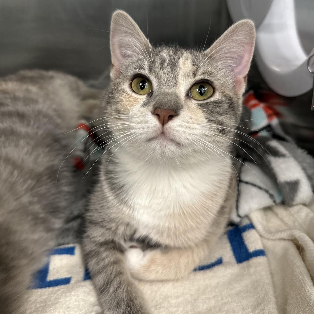 Violet (Bonded w/ Apple), Adoptable, Young Female Domestic Short Hair.