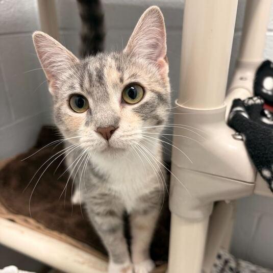 Enlarge Violet (Bonded w/ Apple), a Adoptable Domestic Short Hair in Marshall, VA image 2/4