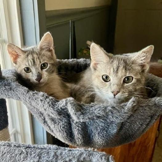 Enlarge Violet (Bonded w/ Apple), a Adoptable Domestic Short Hair in Marshall, VA image 1/2