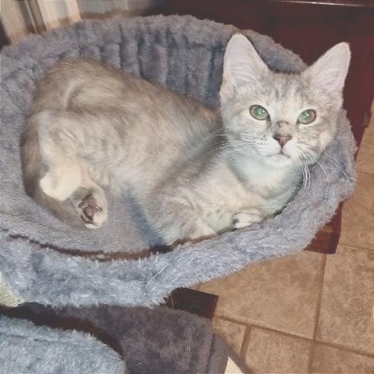 Enlarge Violet (Bonded w/ Apple), a Adoptable Domestic Short Hair in Marshall, VA image 2/2