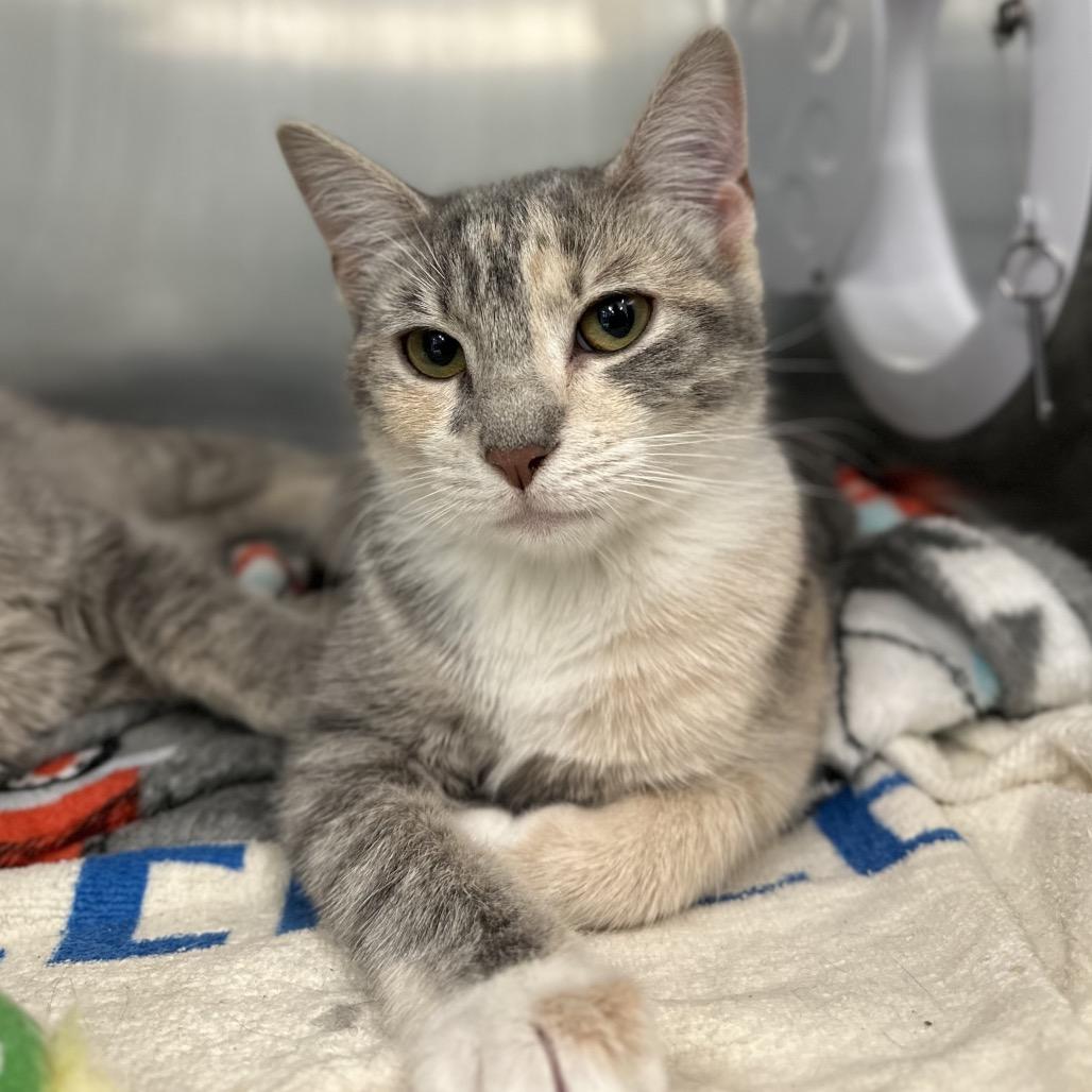 Enlarge Violet (Bonded w/ Apple), a Adoptable Domestic Short Hair in Marshall, VA image 4/4