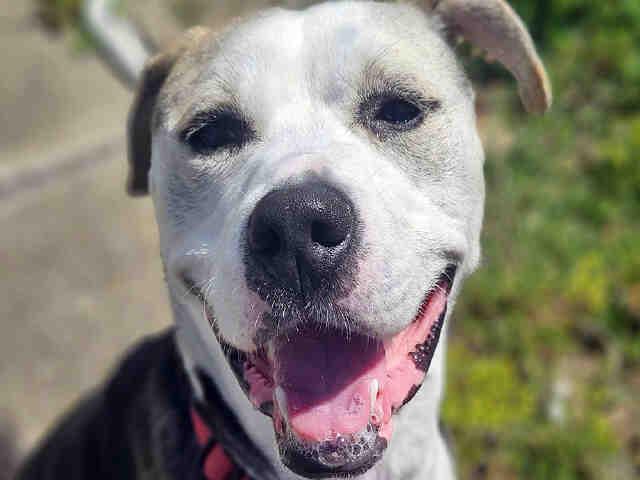 Enlarge CARTER, a Adoptable mixed breed in Alameda, CA image 1/1