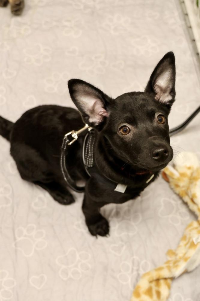 Weldone, Adoptable, Puppy Female Chihuahua.