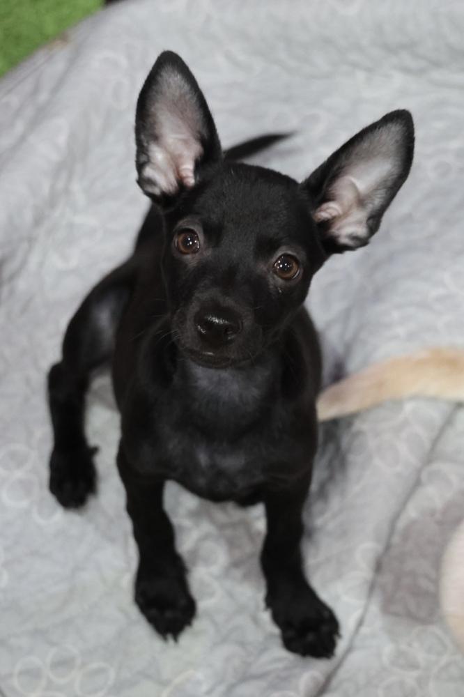 Weldone, Adoptable, Puppy Female Chihuahua.