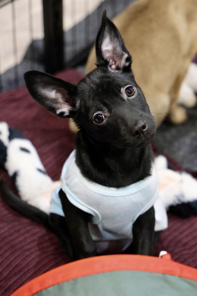 Enlarge Weldone, a Adoptable mixed breed in TUCSON, AZ image 2/2