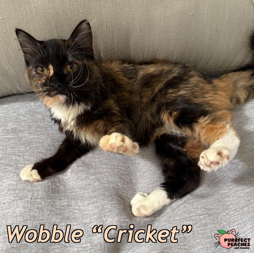 Wobble “Cricket”, a Adoptable mixed breed in Douglasville, GA image 1/3