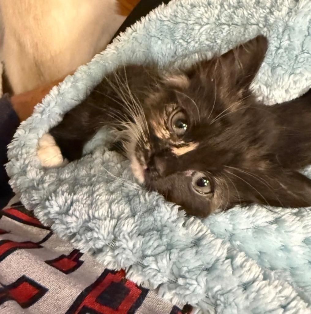 Wobble “Cricket”, a Adoptable mixed breed in Douglasville, GA image 2/3