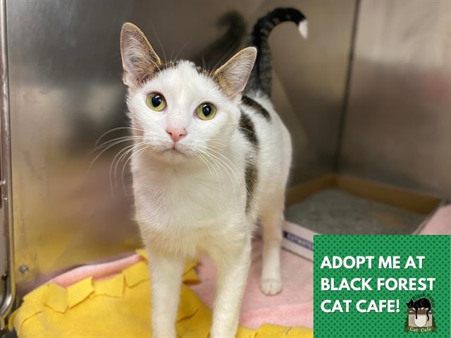 CASCA, Adoptable, Adult Female Domestic Short Hair.