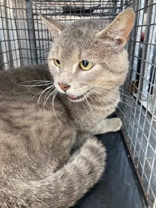 Silver, Adoptable, Adult Male Domestic Short Hair & Domestic Short Hair.