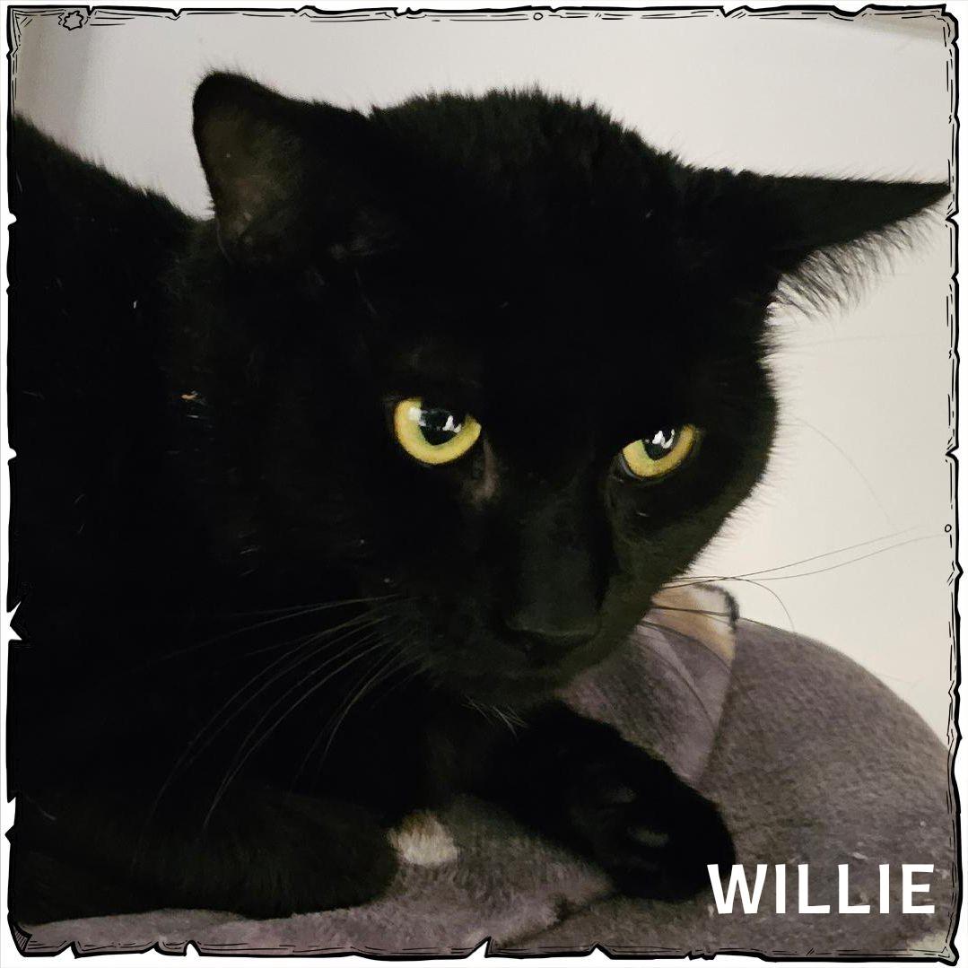 Enlarge Willie, a Adoptable Domestic Short Hair in Whiting, IN image 2/2
