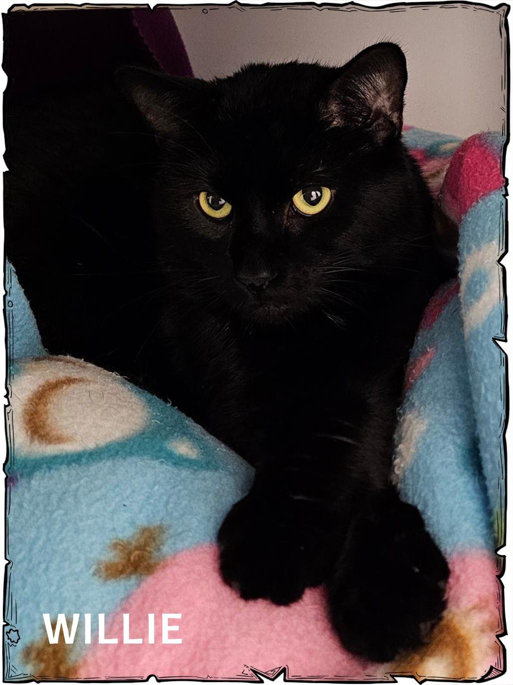 Willie, Adoptable, Adult Male Domestic Short Hair.