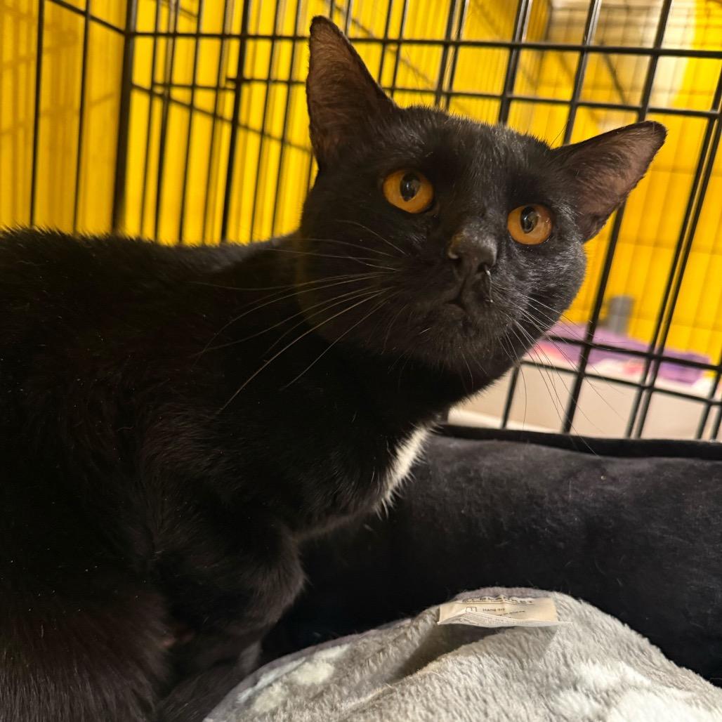 Sol, Adoptable, Adult Male Domestic Short Hair.