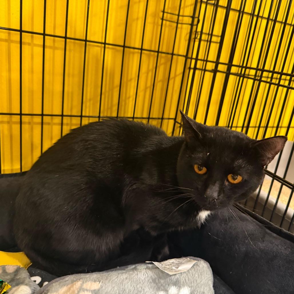 Enlarge Sol, a Adoptable Domestic Short Hair in Howard beach, NY image 2/4