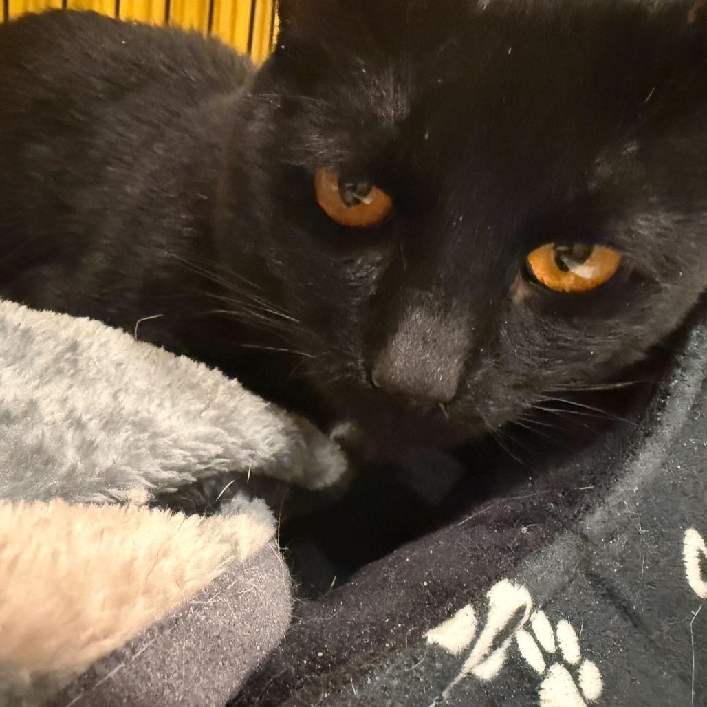 Enlarge Sol, a Adoptable Domestic Short Hair in Howard beach, NY image 3/4