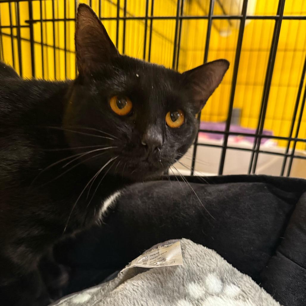 Enlarge Sol, a Adoptable Domestic Short Hair in Howard beach, NY image 4/4