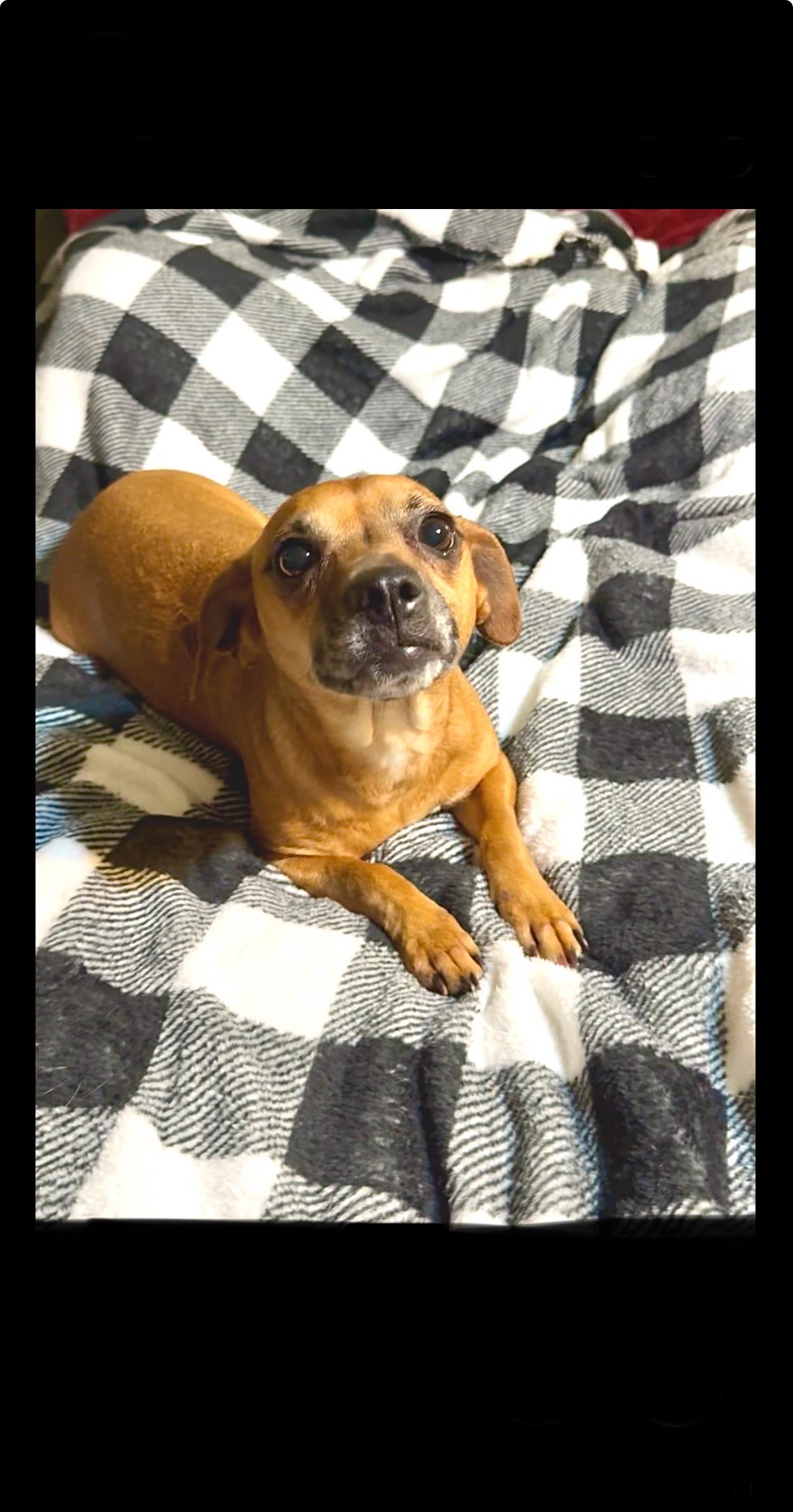 Enlarge Lovely Lizzy , a ADOPTABLE mixed breed in West Hartford , CT image 1/3