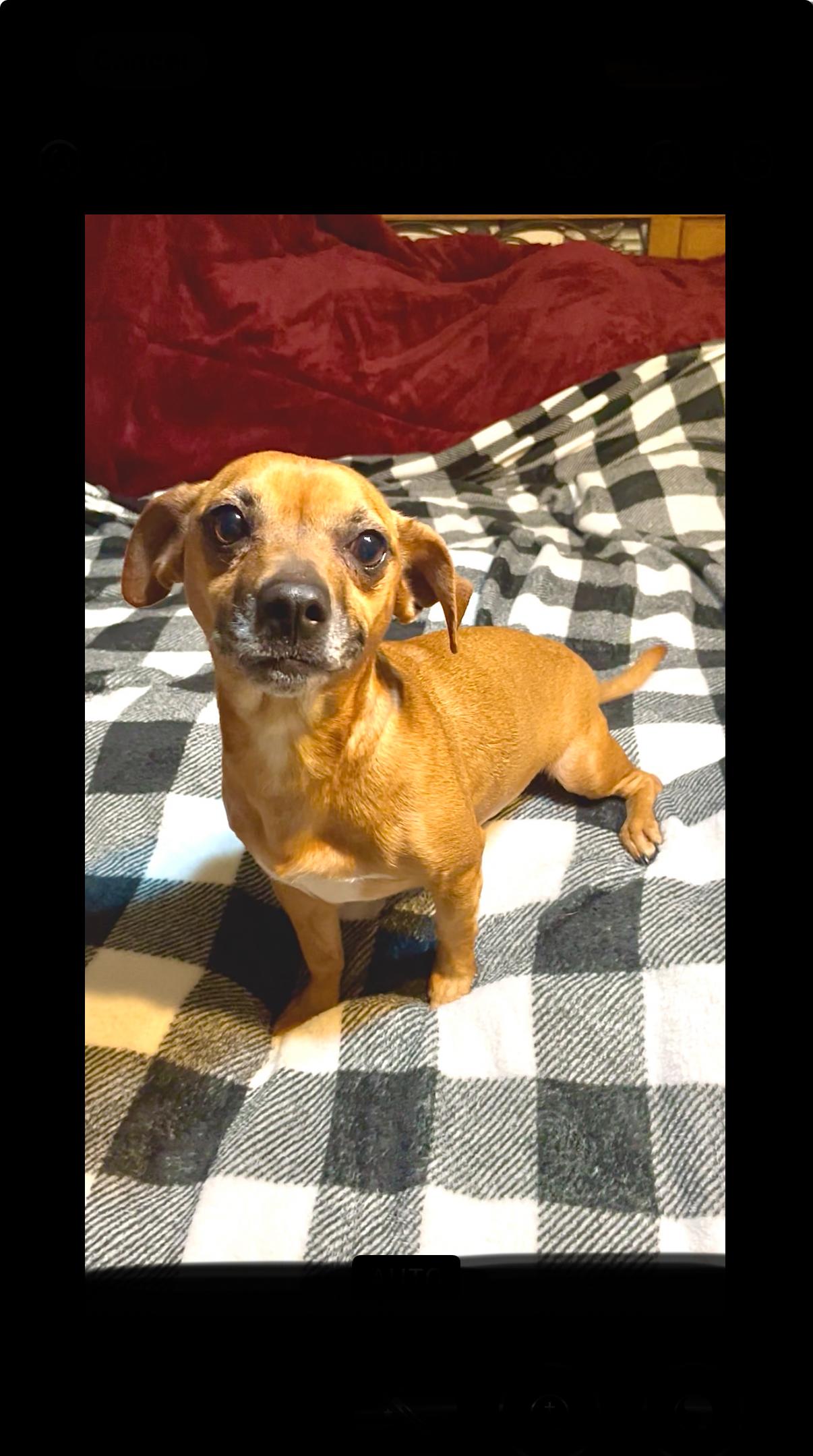 Enlarge Lovely Lizzy , a ADOPTABLE mixed breed in West Hartford , CT image 2/3