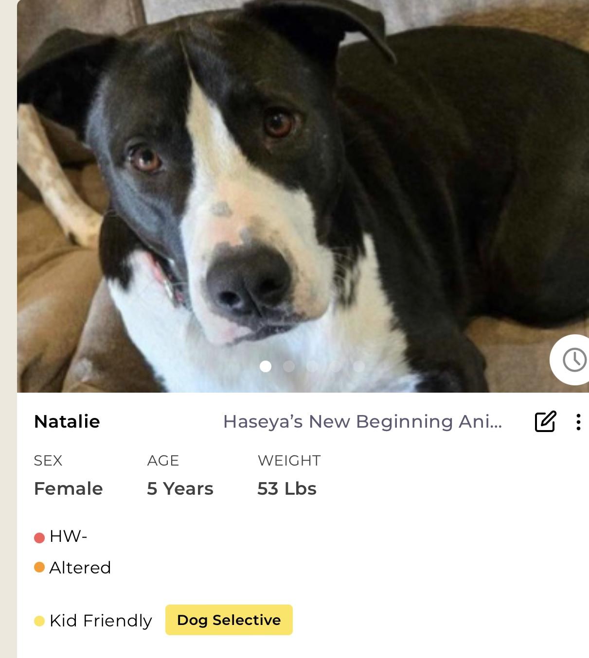 Natalie, Adoptable, Adult Female Mixed Breed.