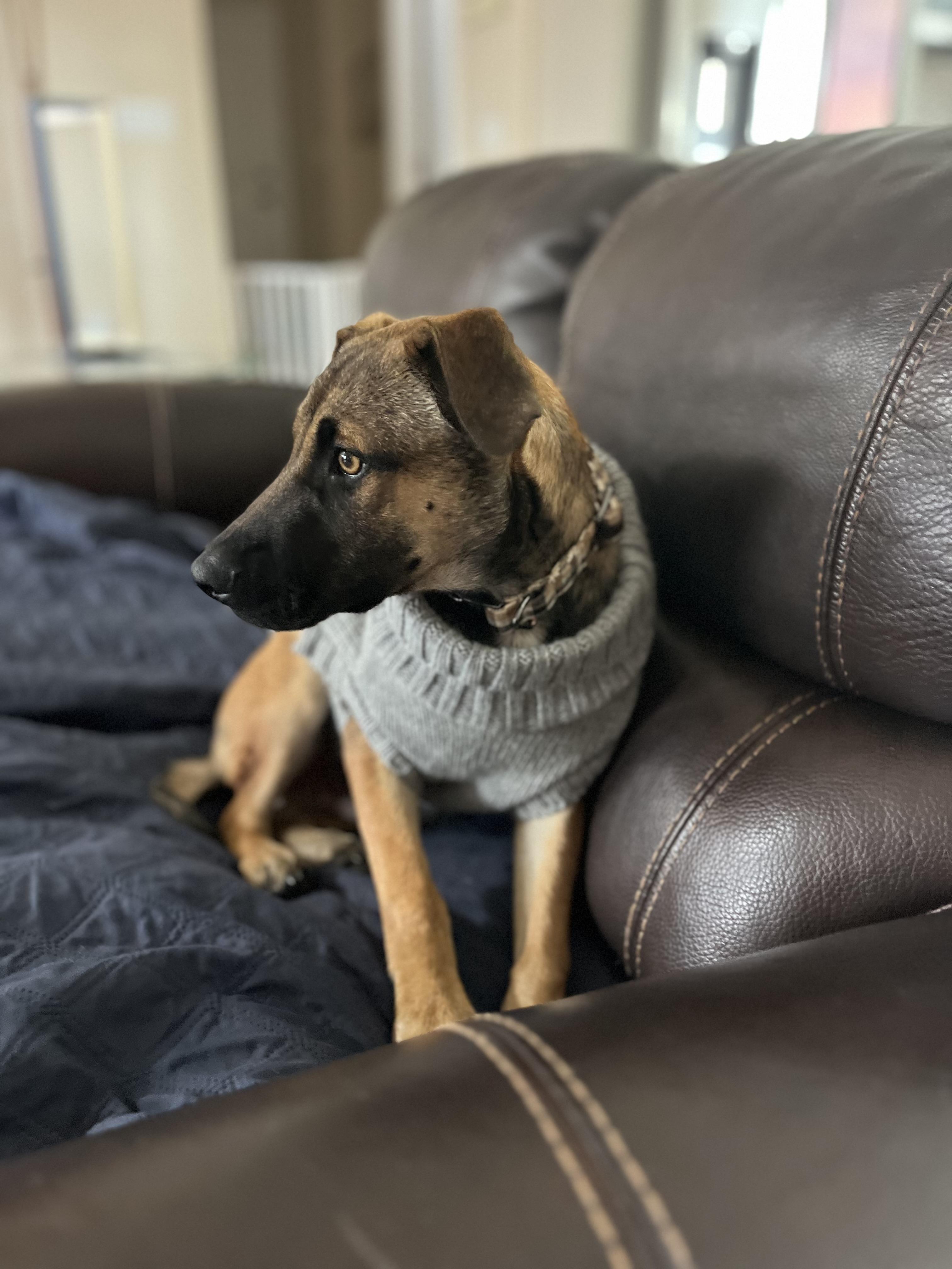 Enlarge Macchiato, a Adoptable mixed breed in Poway, CA image 1/5