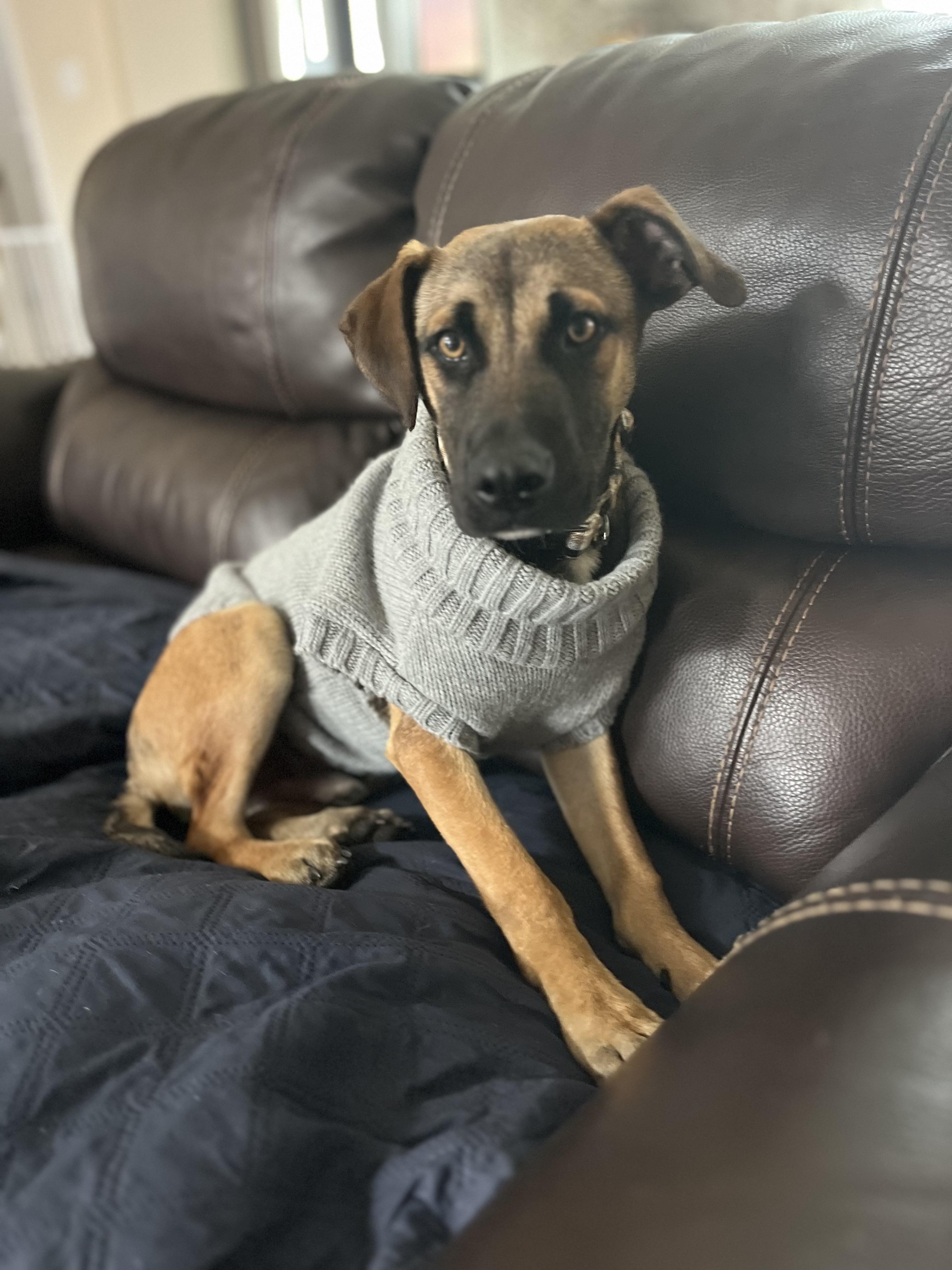 Enlarge Macchiato, a Adoptable mixed breed in Poway, CA image 2/5