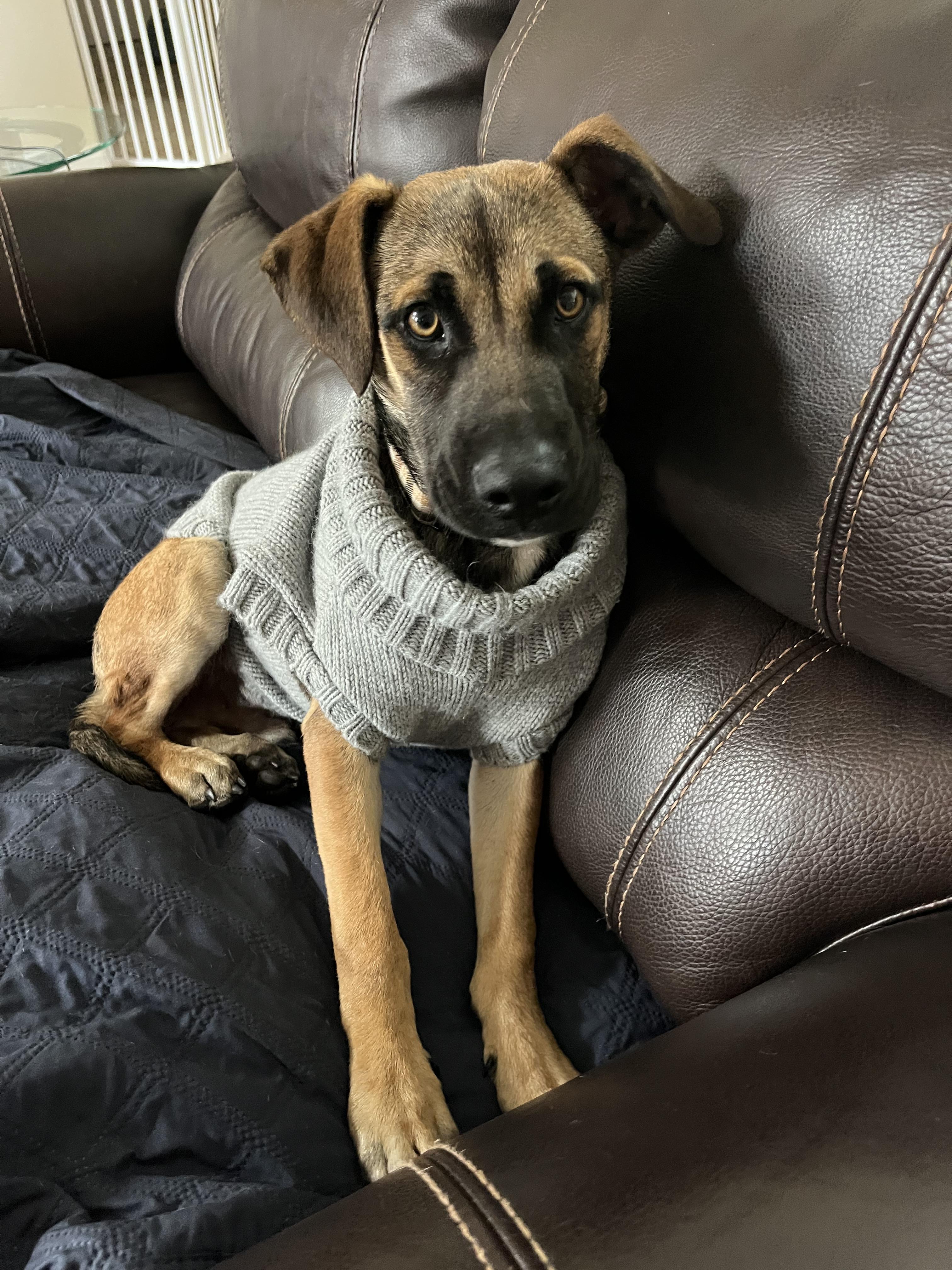 Enlarge Macchiato, a Adoptable mixed breed in Poway, CA image 3/5