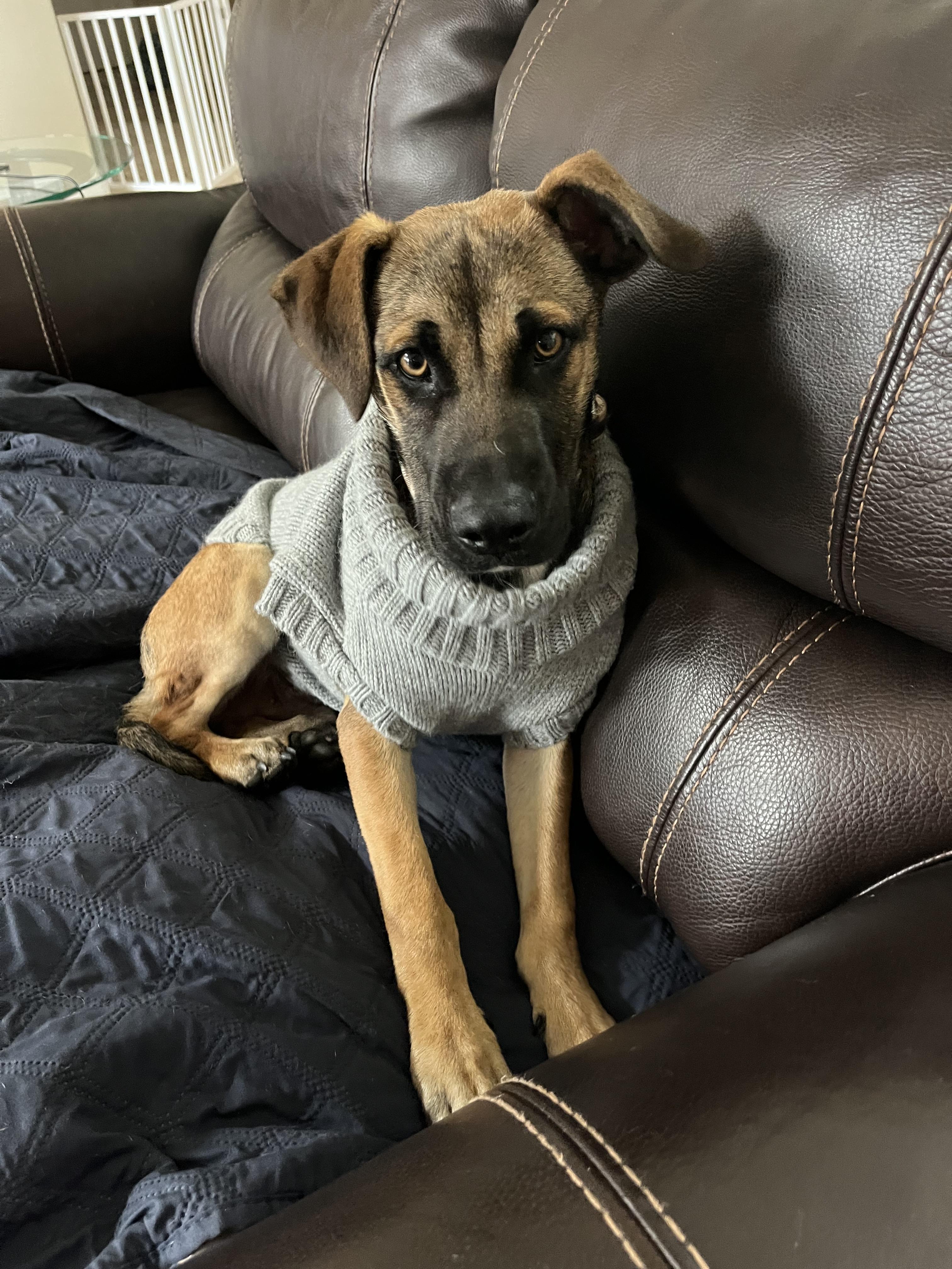 Enlarge Macchiato, a Adoptable mixed breed in Poway, CA image 4/5