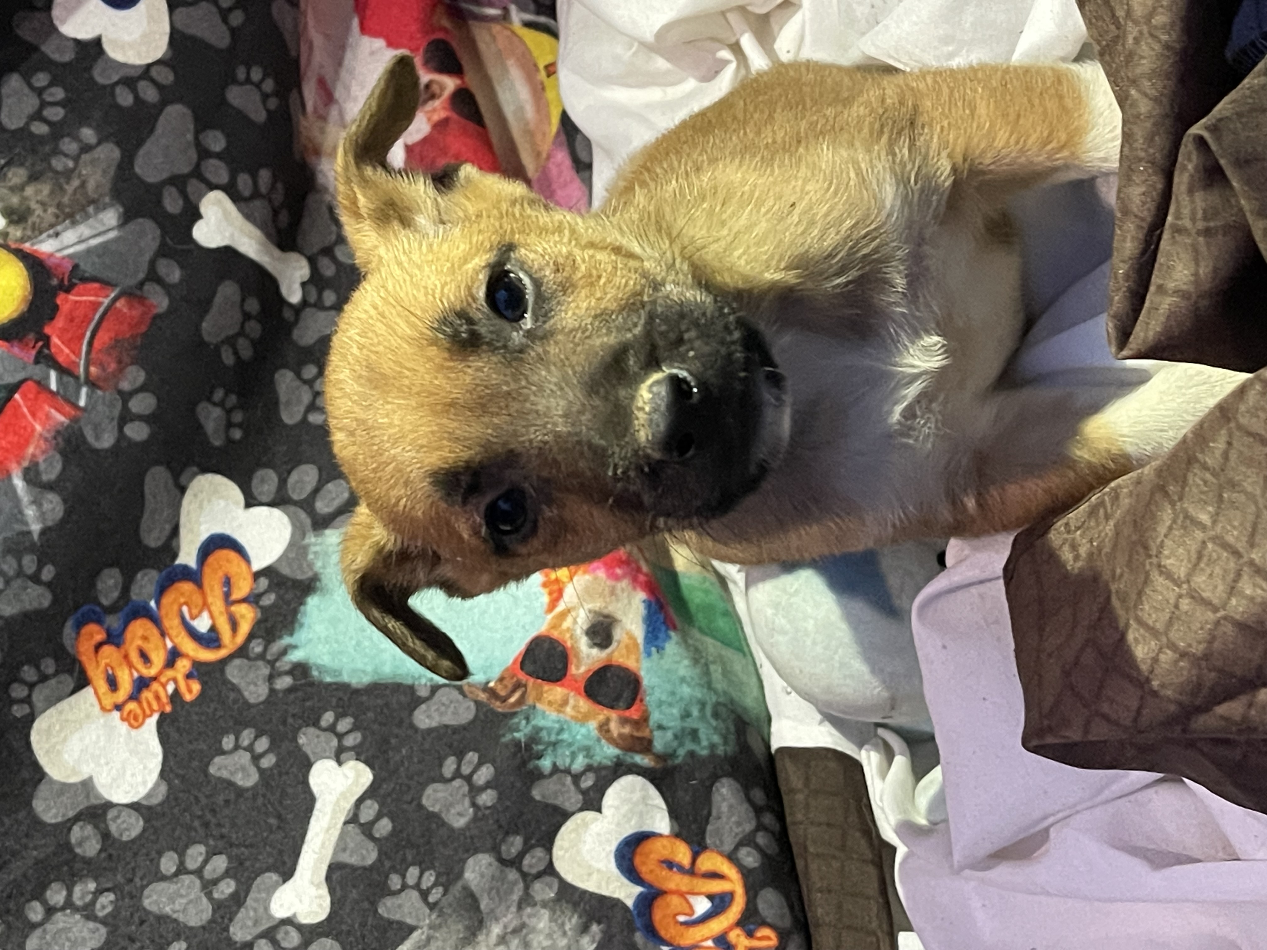 Leo, Adoptable, Puppy Male Mountain Cur.