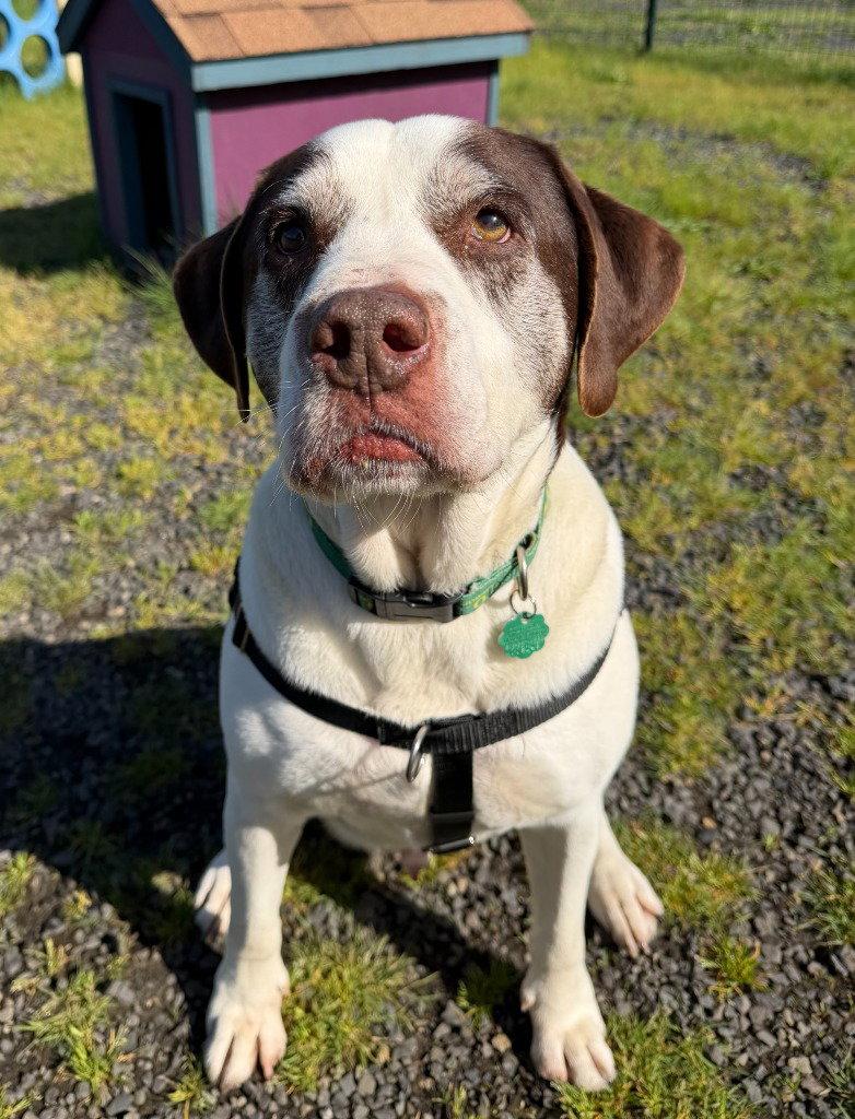 Ron, Adoptable, Senior Male Terrier.