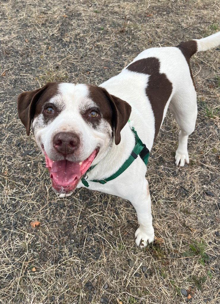 Enlarge Ron, a Adoptable Terrier in St. Helens, OR image 2/3