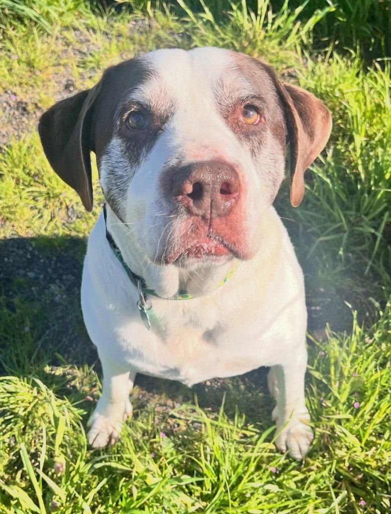 Enlarge Ron, a Adoptable Terrier in St. Helens, OR image 3/3