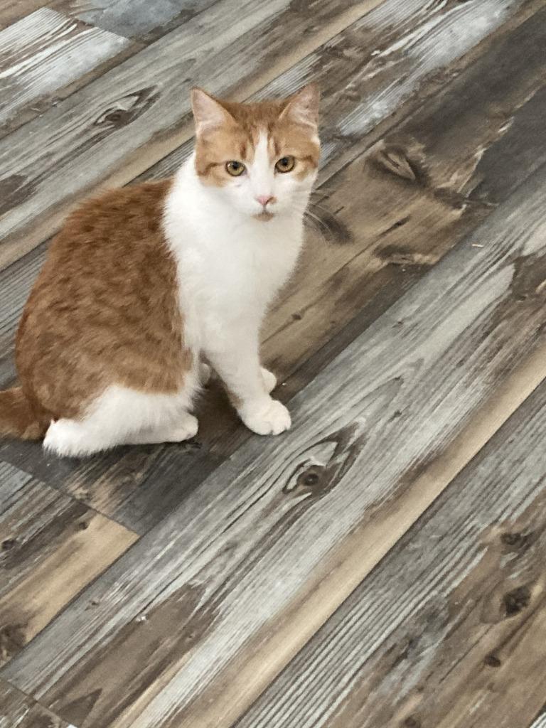 Melda, Adoptable, Young Female Domestic Short Hair.