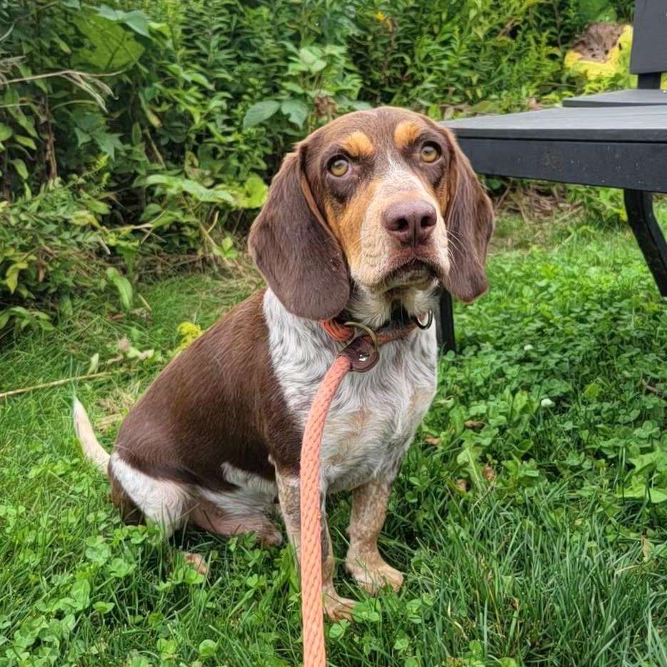 Enlarge Copper, an adopted mixed breed in Cooperstown, NY image 2/6