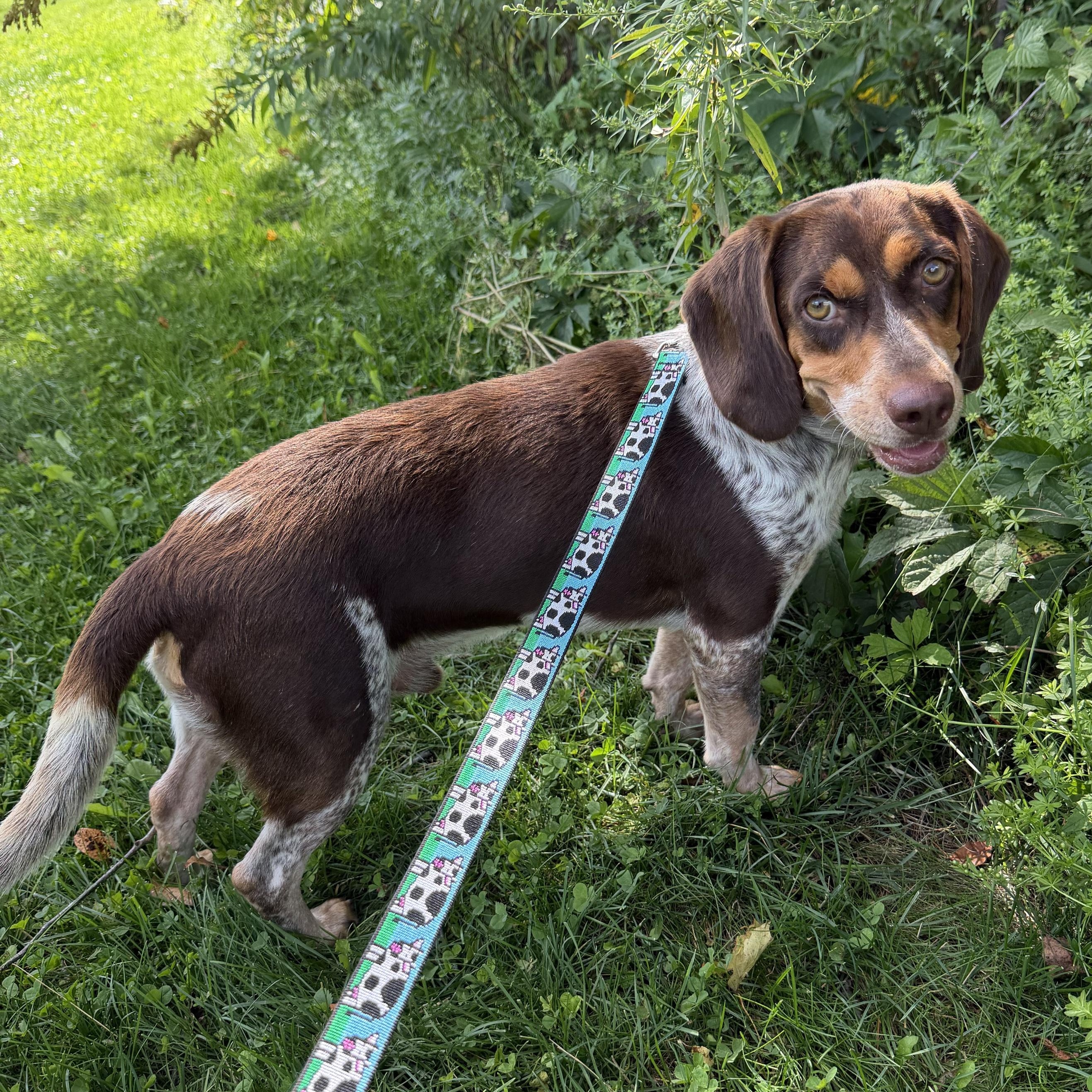 Enlarge Copper, an adopted mixed breed in Cooperstown, NY image 6/6