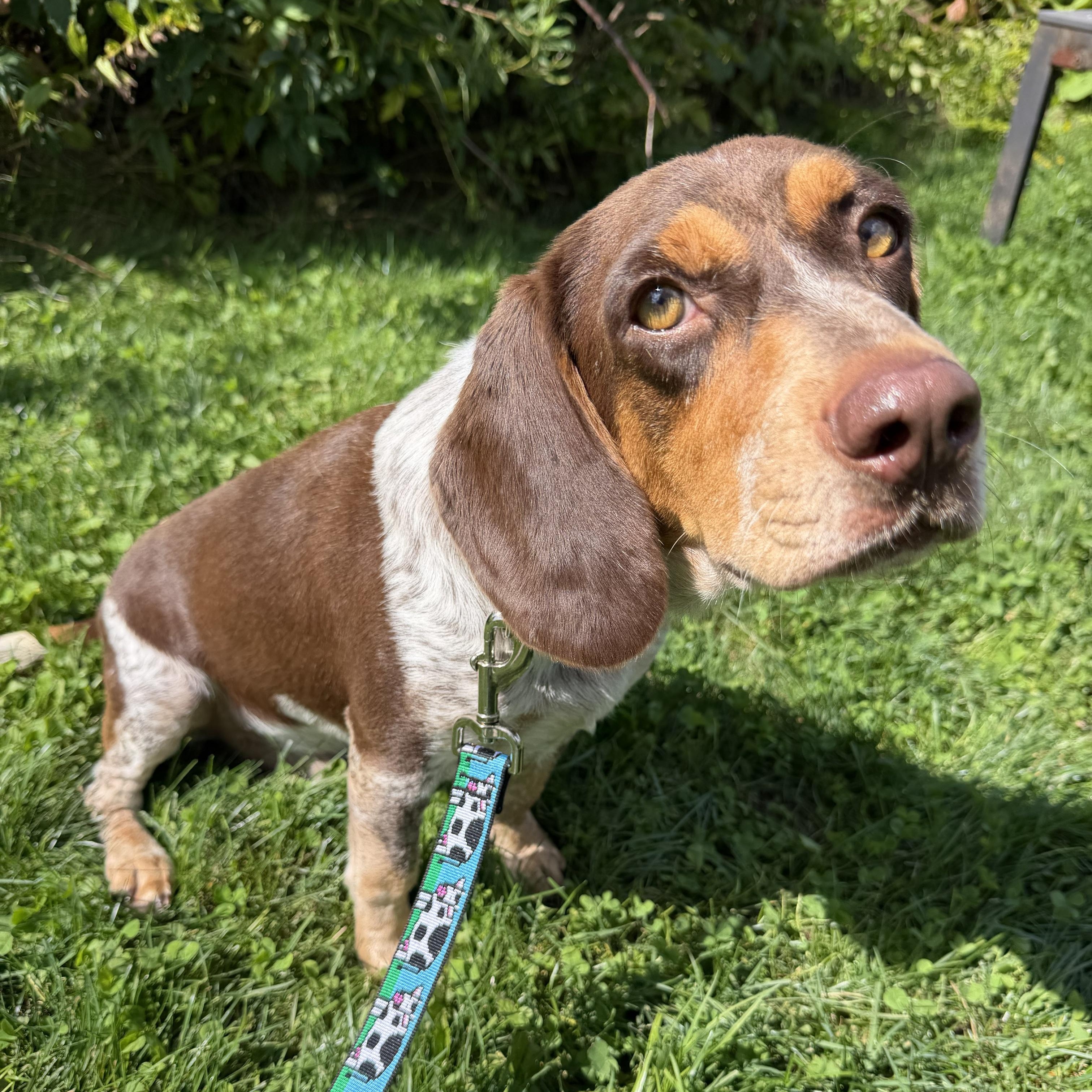 Enlarge Copper, an adopted mixed breed in Cooperstown, NY image 5/6