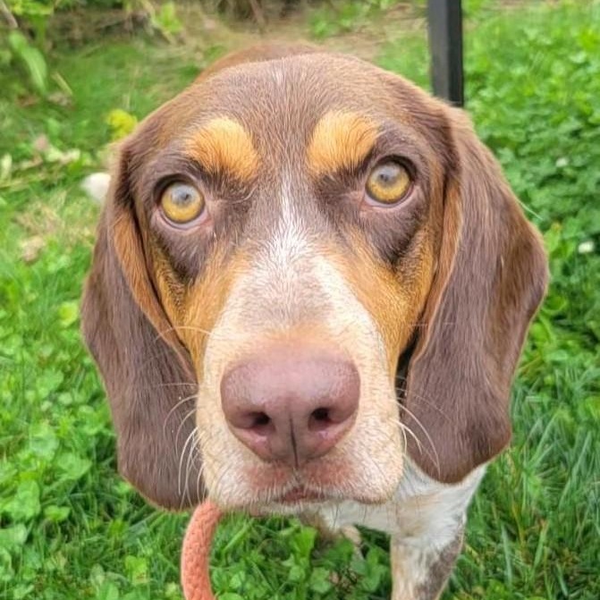 Enlarge Copper, an adopted mixed breed in Cooperstown, NY image 3/6