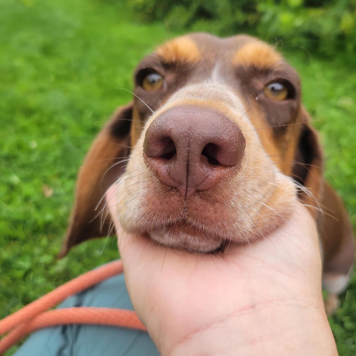 Enlarge Copper, an adopted mixed breed in Cooperstown, NY image 4/6