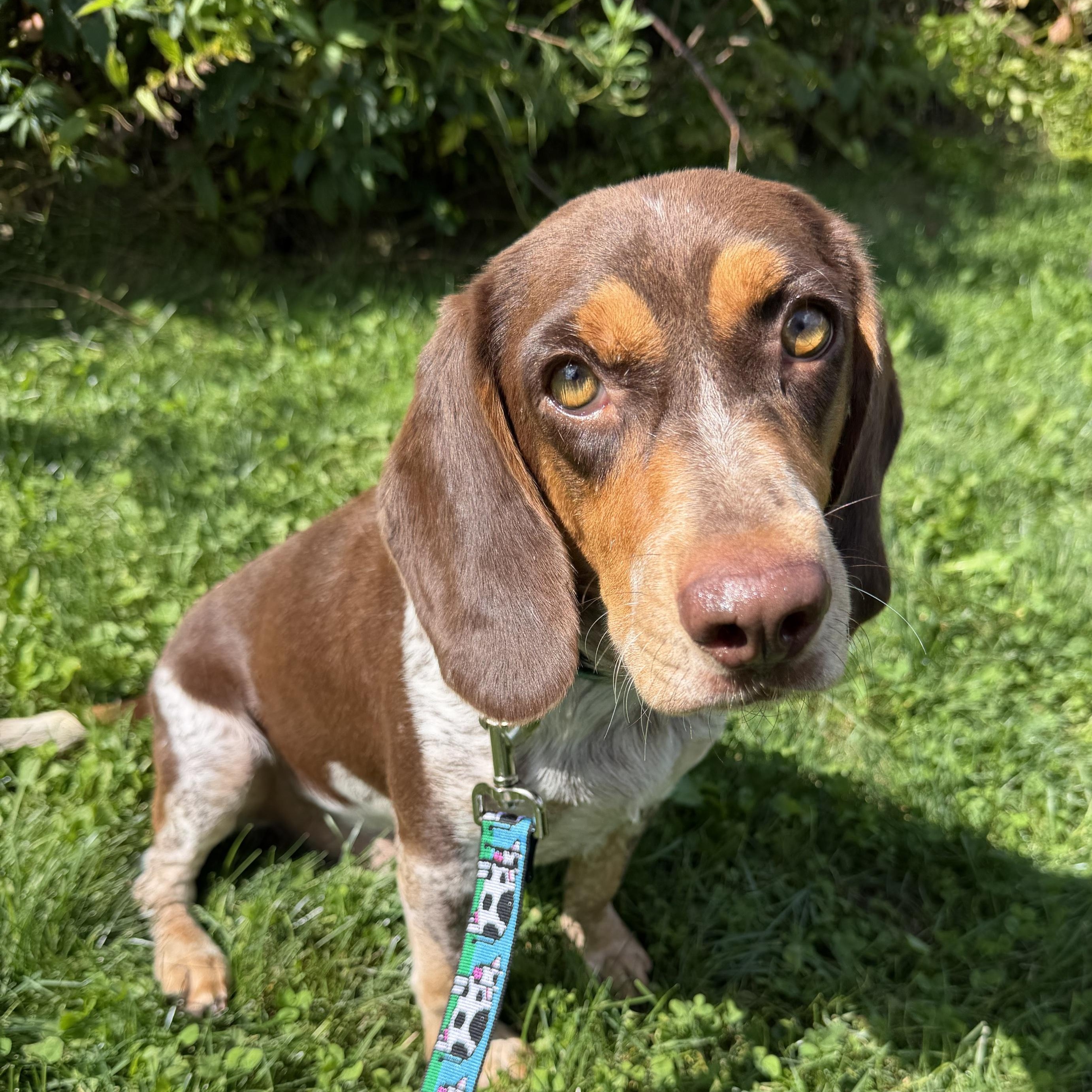 Enlarge Copper, an adopted mixed breed in Cooperstown, NY image 1/6